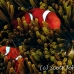 anemonefish_spinecheek_mid_h_0705_png1324.jpg